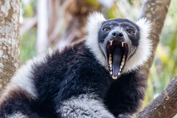 Madagascar, Nosy Be, Black-and-white Ruffed Lemur (Varecia variegata) © Luigi