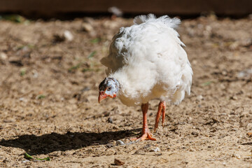 White guinea fowl walks across dry earth © schankz