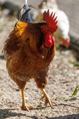 Red combed rooster strides on dusty ground © schankz
