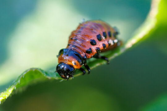 Close-up of a colorful beetle larva on a green leaf