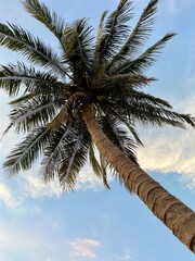 coconut palm tree against blue sky © aaoorr619