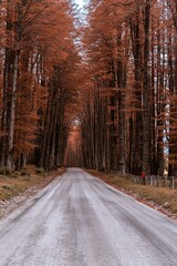 Naklejka premium Road through an autumn forest with orange leaves