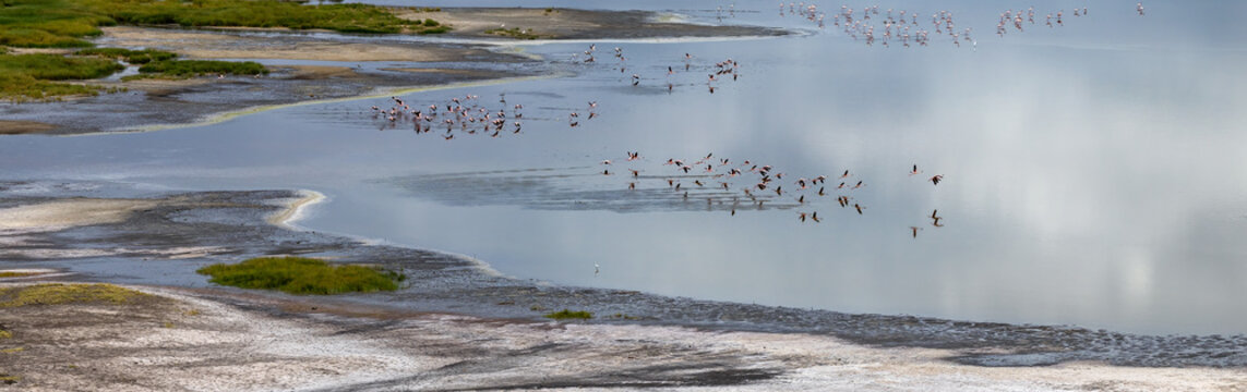 Panoramic view of lesser and greater flamingos on lake Magadi, South Rift Valley, Kenya. A hypersaline and alkaline soda lake fed by geothermal activity and with thick crystalline mineral crusts.