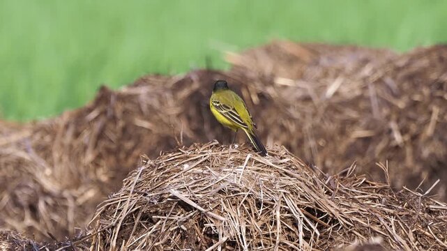 Yellow Wagtail (Motacilla flava) calling and flying from a straw pile in summer