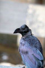 Dark-feathered crow perches on ledge © Travis