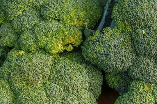 Top view of fresh green broccoli heads at an autumn market. Seasonal vegetable retail, organic nutrition