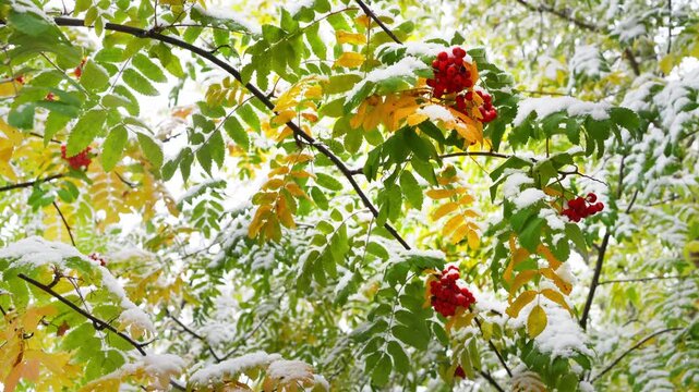 Red rowan berries with yellow and green autumn leaves during snowfall. First snow on the trees and berries. Autumn landscape. 
