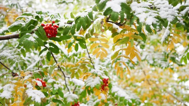 Red rowan berries with yellow and green autumn leaves during snowfall. First snow on the trees and berries. Autumn landscape. 
