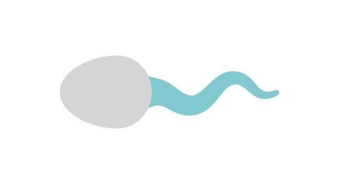 Sperm cell illustration on a white background simplified anatomical depiction