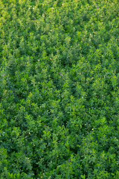 Dense green alfalfa field texture overhead vertical view