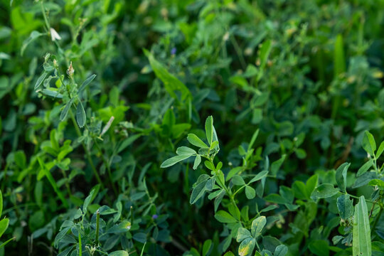 Fresh green alfalfa leaves texture macro shot