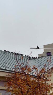 Autumn landscape. Pigeons are sitting on the roof.