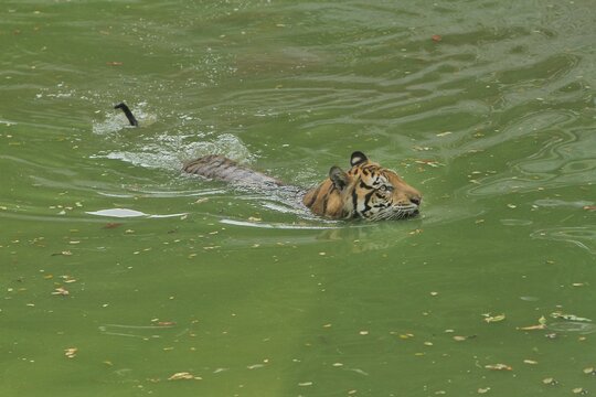 A sumatran tiger is seen swimming alone in a pool during the day while observing its surroundings