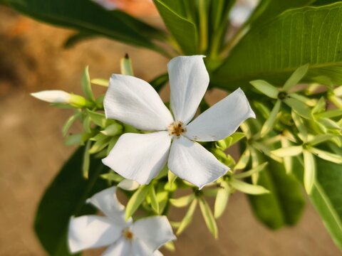 Cerbera odollam flower in the morning 