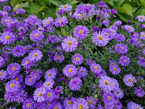 Bl&uuml;hende Kissen-Aster