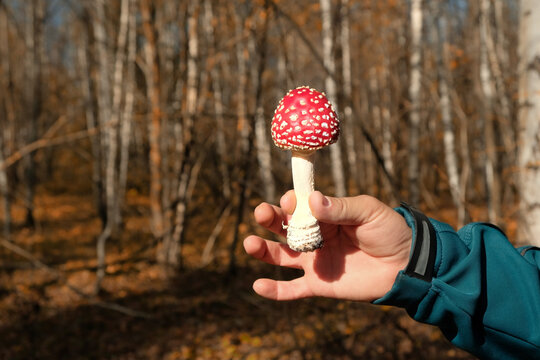 amanita or fly agaric in hand in autumn forest, abstract natural background. harvest season, picking fungi. wild toxic mushroom used in folk medicine, microdosing with psilocybin mushrooms
