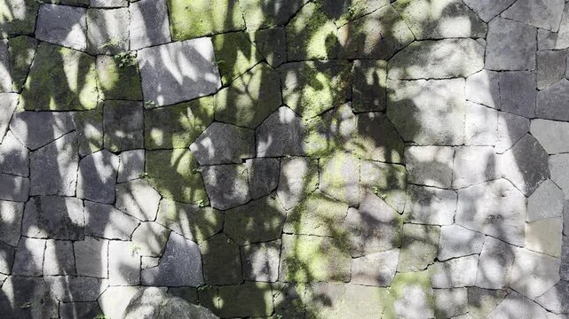 Abstract tree shadows fall across an old moss-covered stone wall with tiny wild plants, creating a calm organic texture with weathered masonry, natural growth, and daylight.
