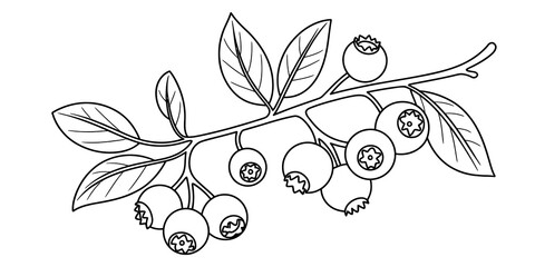 Tropical hibiscus flower and monstera leaf line art drawing © MILON ROY