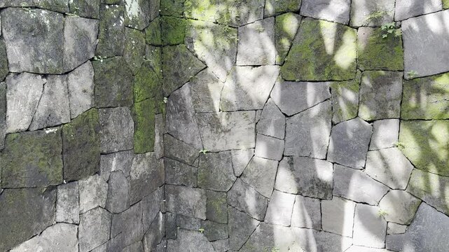 Abstract tree shadows fall across a moss-covered corner of an old stone wall with tiny wild plants, creating a layered organic texture with weathered masonry and daylight.