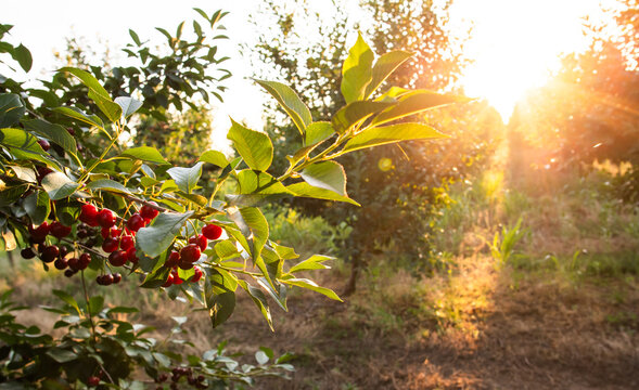 Sour cherry farm in an orchard close up