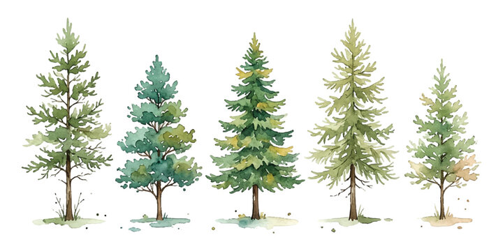 Set of five different watercolor pine trees and evergreen forest plants