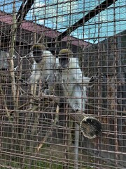 monkey © Oksana