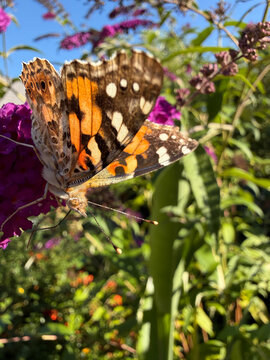 macro of painted lady butterfly or Vanessa carui on purple flower drinking nectar