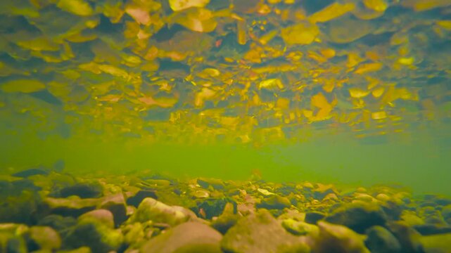 Rocky mountain stream underwater with bright leaf reflections across rippled surface. Freshwater creek bed with stones and gravel below. Green flowing water with submerged rocks, autumn leaves and