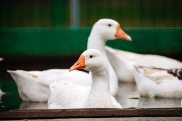  White geese on a farm © erika8213