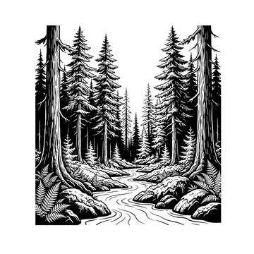 Black and white engraving style illustration of a serene forest river winding through pine trees and ferns