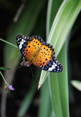 A high-definition photo of a chestnut tiger butterfly (Argyreus hyperbius) resting on a purple flower with green leaves in the background © Yf
