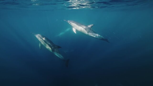 A pod of wild dolphins hunts sardines during the annual sardine run in South Africa, chasing a dense school of fish underwater as they twist, turn, and dart through the ocean in a spectacular feeding
