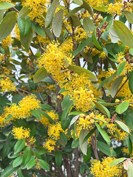 The Ruang Phueng flower (scientific name: Schoutenia glomerata King subsp. peregrina (Craib) Roekm.) comes from a drought-tolerant tree and features bright yellow blossoms with a mild