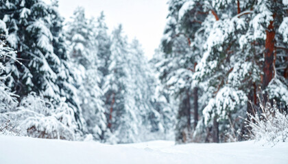 Obraz premium A serene winter forest path covered in thick white snow, evoking a sense of peaceful solitude and seasonal stillness. Nature photography with nobody, perfect for calming holiday backgrounds.