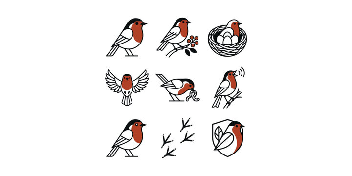 Set of European Robin bird illustrations in line art style.