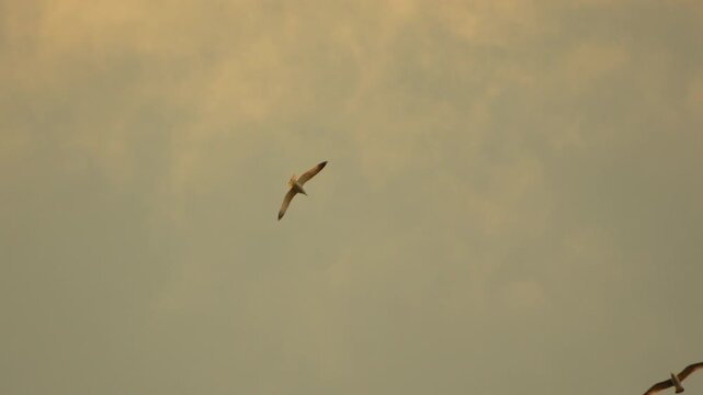 Seagull sky flight Seagulls soaring through a golden cloudy sky during sunset or sunrise representing freedom and natural beauty