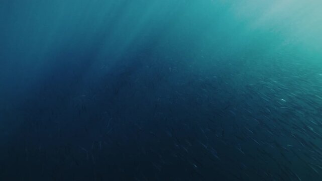 A massive swirling bait ball of sardines moves through the deep blue waters of South Africa, forming a dense shimmering cloud of silver fish that twist and flow together in a mesmerizing underwater