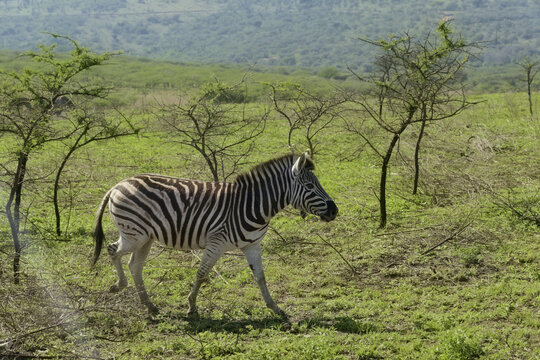 lone plains zebra  trotting across an open grassy meadow with scattered acacia trees