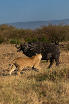 Lion Facing Off with African Buffalo in Wilderness