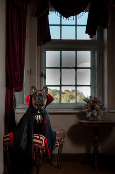 A French Bulldog dressed as Count Dracula for Halloween.
