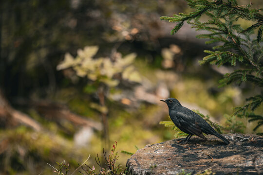 Fairytale bird