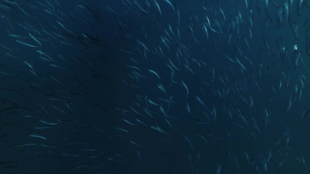 A massive swirling bait ball of sardines moves through the deep blue waters of South Africa, forming a dense shimmering cloud of silver fish that twist and flow together in a mesmerizing underwater