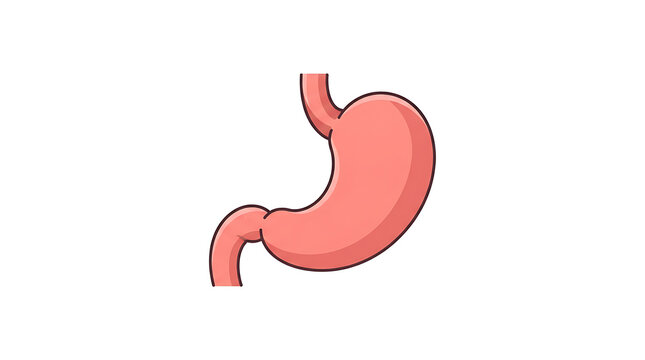 Anatomical Stomach Organ Illustration for Medical Education and Healthcare Marketing Materials
