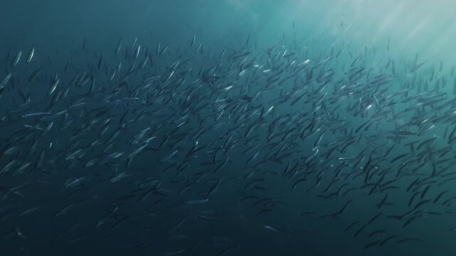 A massive swirling bait ball of sardines moves through the deep blue waters of South Africa, forming a dense shimmering cloud of silver fish that twist and flow together in a mesmerizing underwater