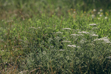 Wild yarrow plants blooming in green meadow © Iryna