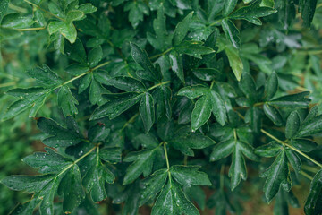 Green leaves with water drops growing in nature © Iryna