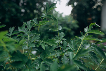Green plant leaves with fresh water drops © Iryna