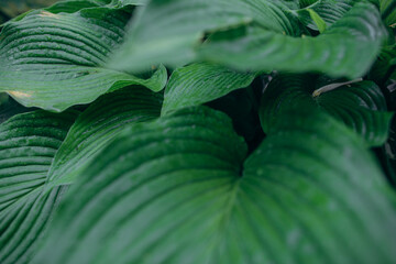 Green leaves creating natural background texture © Iryna