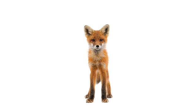 Small young wild fox cub sitting full body profile isolated on transparent background