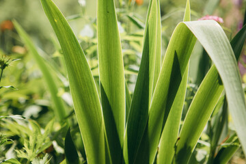 Obraz premium Green plant leaves glowing in sunlight providing natural background